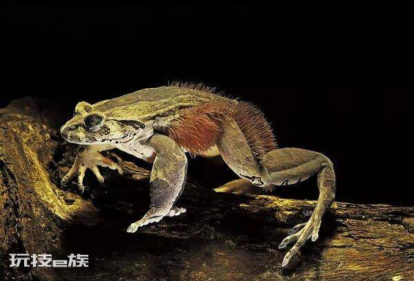世界上有多少种青蛙(目前发现的青蛙种类大概有多少)-图片5